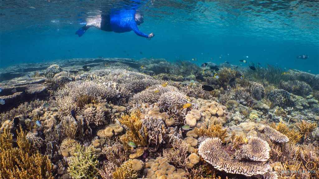 Chumbe Snorkeling guide by luxury beach hotels in Zanzibar
